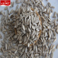 New crop sunflower kernel confectionary grade